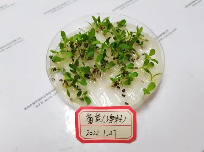 实践出真理,亲测菊苣的出芽率,出芽率高,幼苗健康