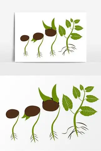 手绘卡通种子发芽过程黄豆种子发芽简笔画手绘破土而出种子发芽插画