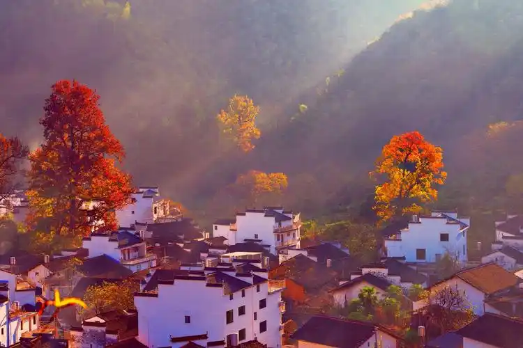 忆婺源(三) 婺源忆,其次忆石城.晨暮霞光醉红枫,白墙黑瓦映炊烟.