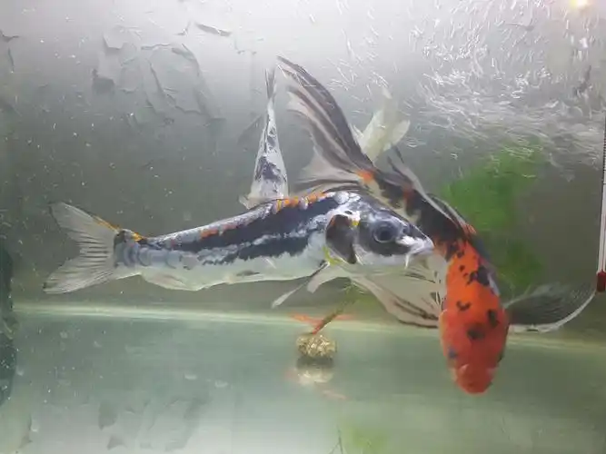 大家评评这辉龙怎么样,能长多大? - 锦鲤玩家 - 龙巅锦鲤鱼