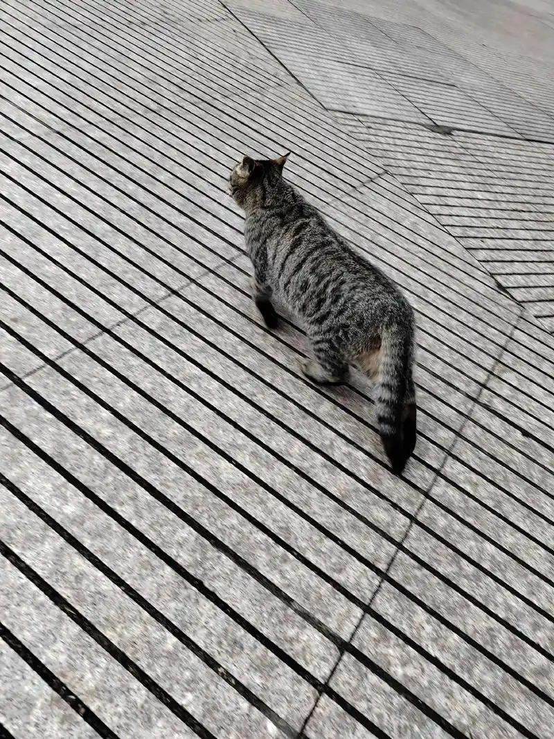 小猫是赶走寂寞的生命力 ,狸花猫 - 抖音