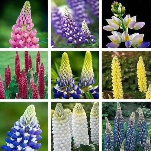 欧悟 四季混色【鲁冰花种子】易种多年生耐寒室内阳台庭院绿化花卉