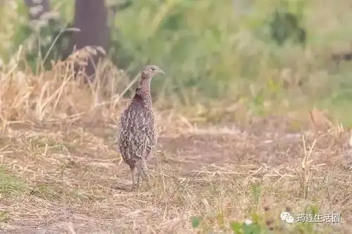 筠连维新镇两只野鸡诱惑两位老人最后他们居然这样做