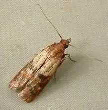 幼虫喜欢栖息于碎米中,并吐丝把碎米连缀而筑成筒状长茧.