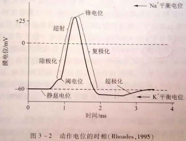 复极化:膜由反极化状态恢复到静息电位水平的过程;超极化
