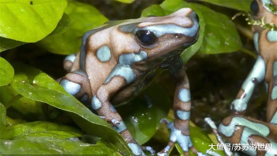 世界上最毒青蛙: 一只能毒死10个成年人, 拥有迷惑人的绚丽外表