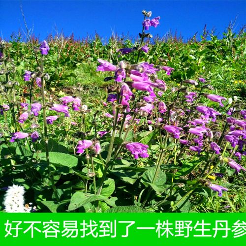 丹参甘肃特级野生500g克包深山采挖中药材多年丹参