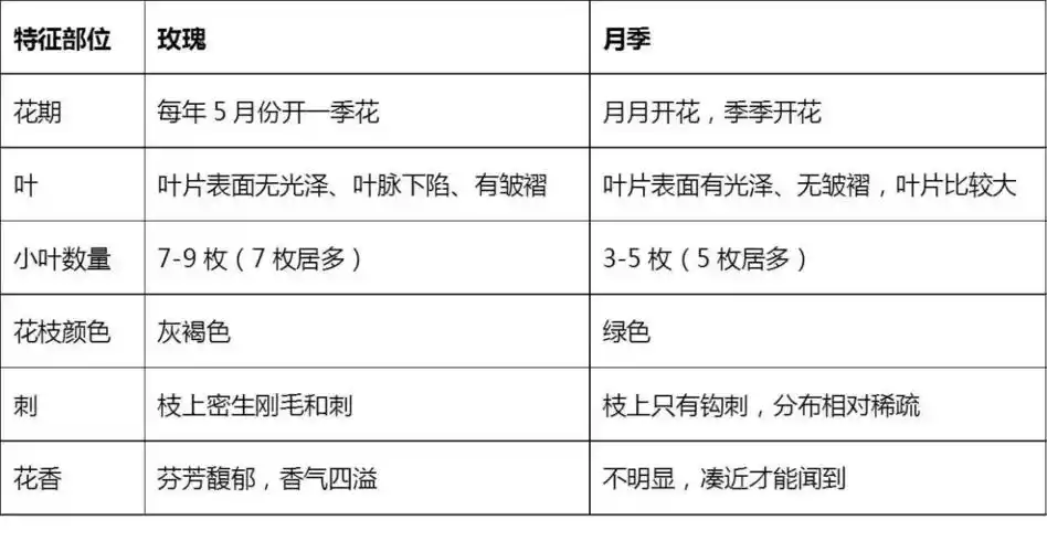辨识月季和玫瑰有这张表就够了