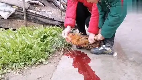 实拍农村媳妇杀鸡全过程,这杀鸡手法简直绝了