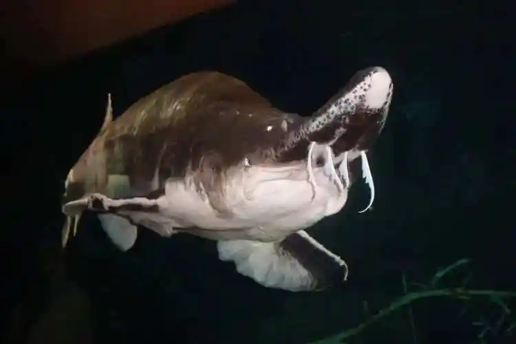 他的想法也很简单,"鲟鱼90%的价值在鱼子酱,10%在鱼肉".