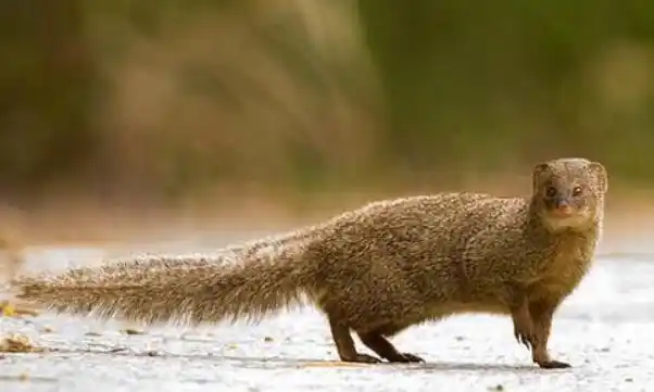 红颊獴毒蛇的天敌能够关闭耳孔避免耳朵进水