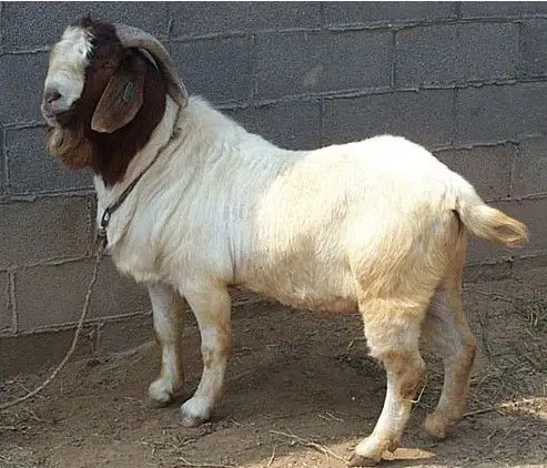 吉林延吉波尔山羊多少钱延吉波尔山羊养殖基地