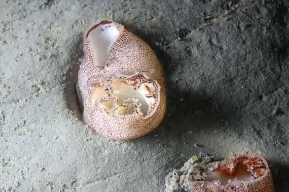 海笋(身体呈长卵形的软体动物)_尚可名片