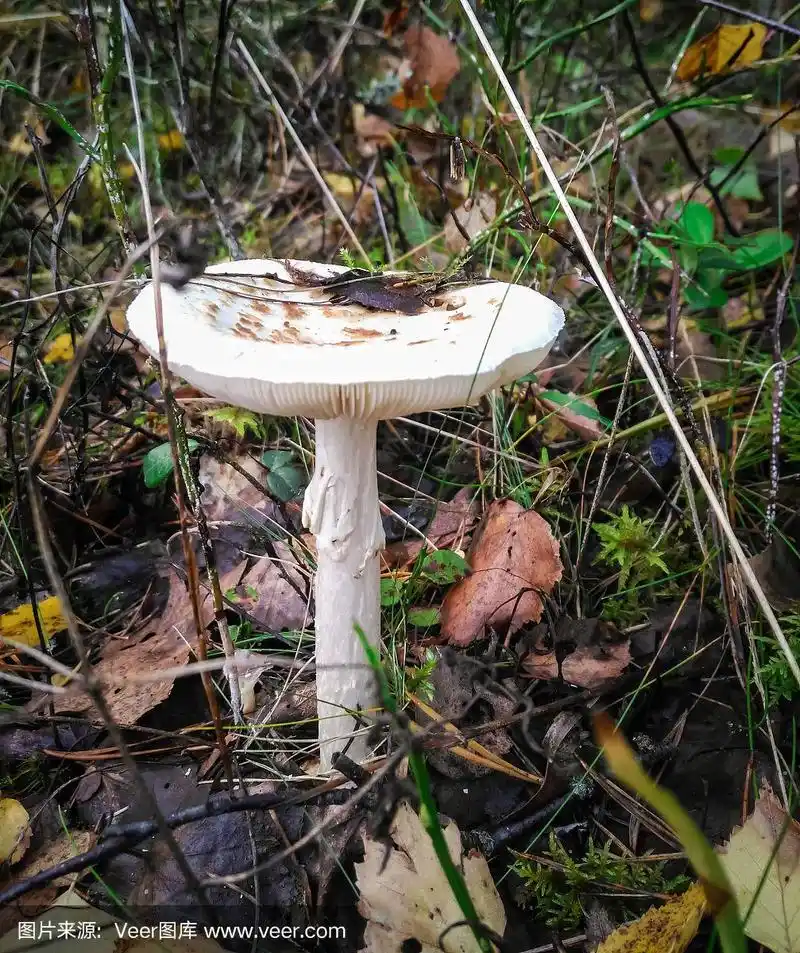 毒鹅膏在秋天的森林里散发着臭味和剧毒的蘑菇