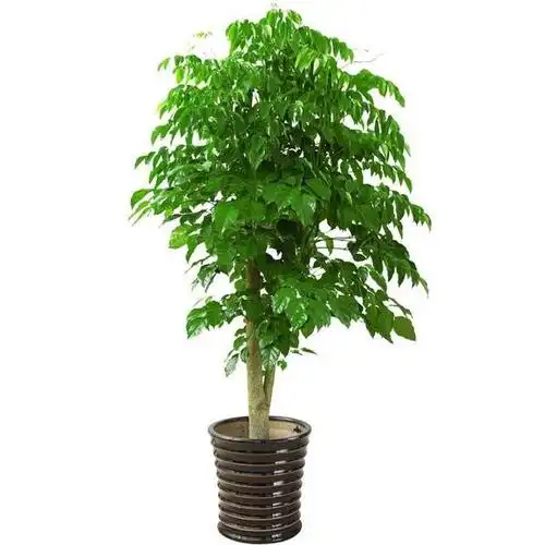 绿宝树的养殖方法和注意事项