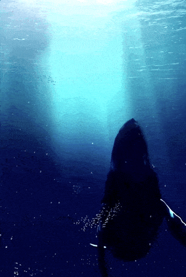 生当似鹏起,终当如鲸落