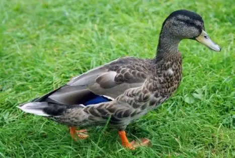 肉鸭品种之狄高鸭