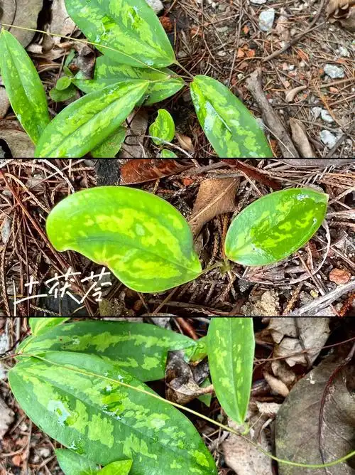 户外植物土茯苓,中药名.
