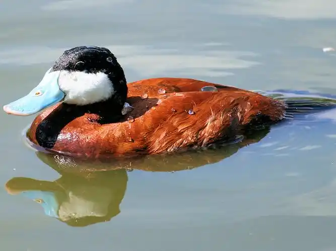ruddy duck