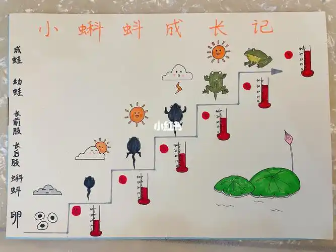 小蝌蚪成长记