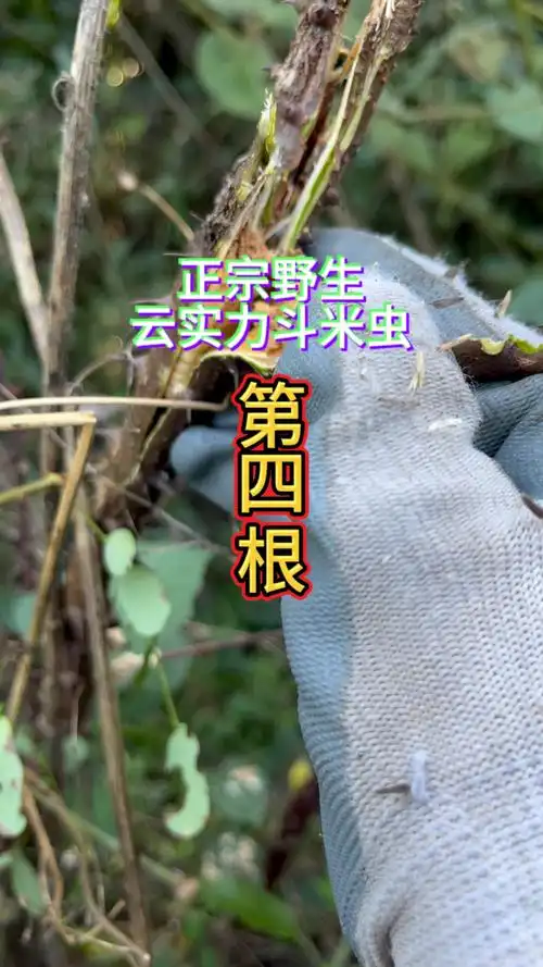 户外抓斗米虫,野生云实斗米虫,这是这颗小云实树的第4根