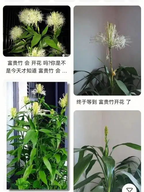 期待富贵竹开花