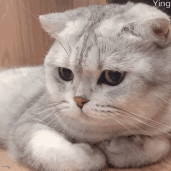 蠢萌猫猫表情包