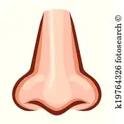 nose 相片与图像
