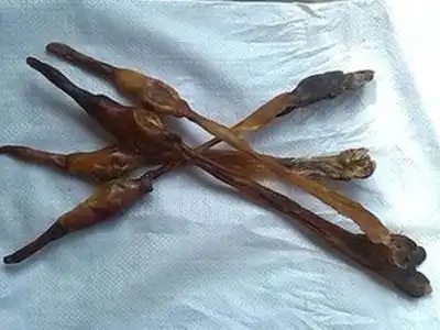 >> 文章内容 >> 狗鞭怎样吃才壮阳  新鲜的狗鞭怎么吃问:新鲜的狗鞭