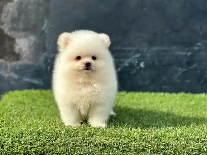 犬  #可爱的博美犬  #超级无敌无敌可爱博美犬  #博美  #pomeranian