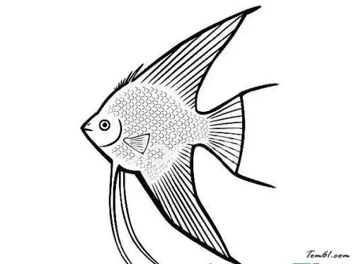 海洋神仙鱼简笔画