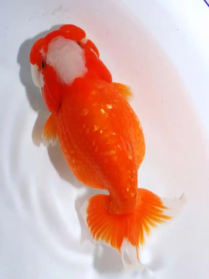 姆们的飞机尾兰寿 姆们,北京方言,我们的意思.