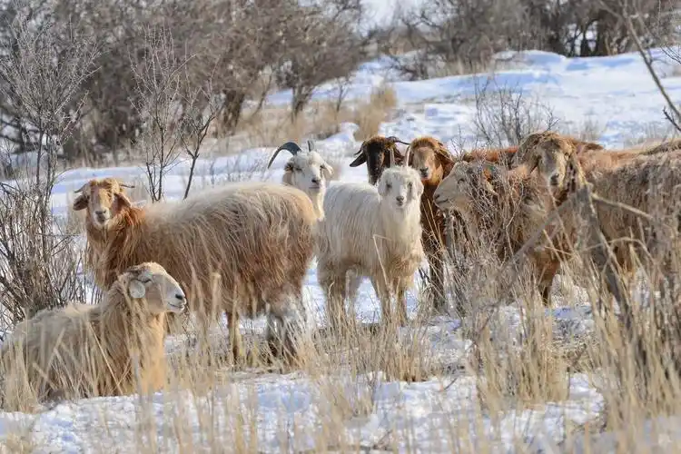阿勒泰大尾羊拔开积雪啃食牧草