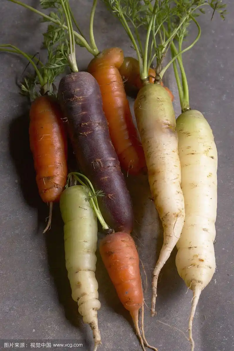 选择不同种类的胡萝卜