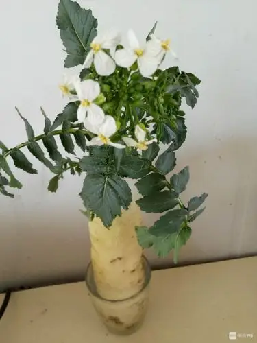 我种的萝卜开花了