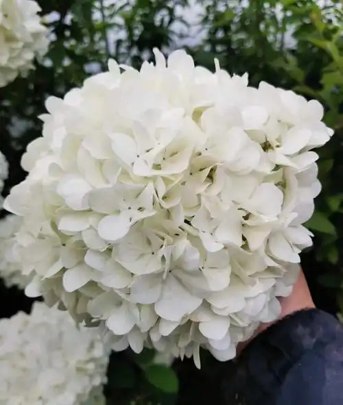 中华木绣球大花斗球 一年2季花期 真的美丽耐看