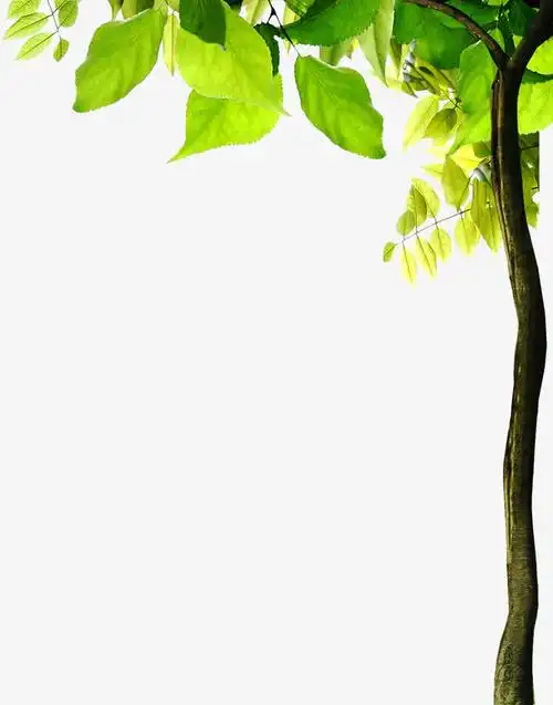 春天树影树干美景高清素材春天树干树影美景免抠png设计图片免费下载