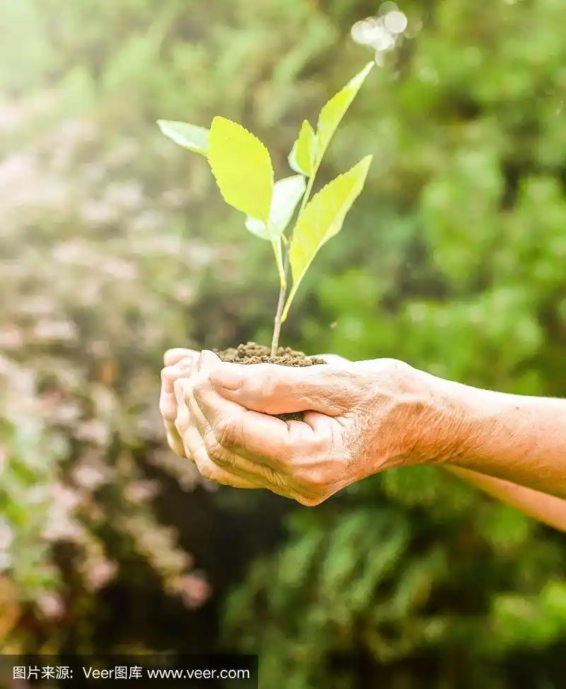 苍老皱纹的双手捧着一株绿色的幼苗和泥土,在阳光下,模糊的绿色背景.