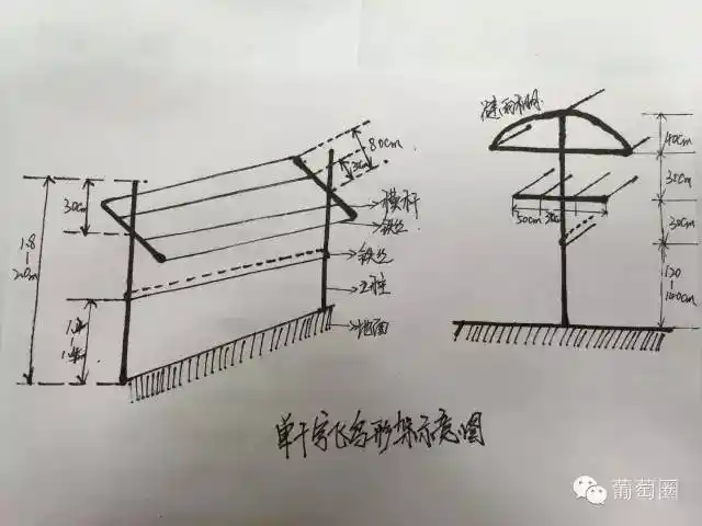 今年建园,葡萄架式该如何选择?
