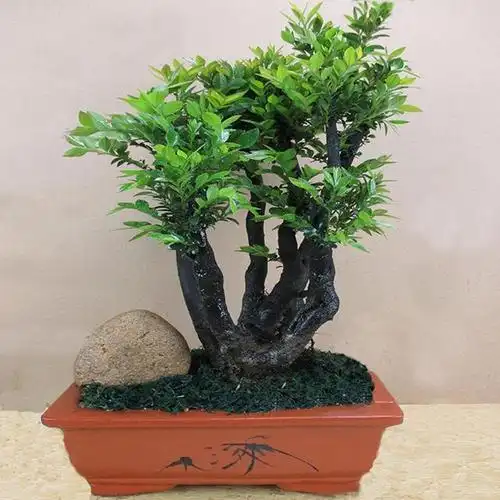 小叶紫檀盆景,能够旺财,但是要掌握养殖的方法才可以|植株|盆栽_网易