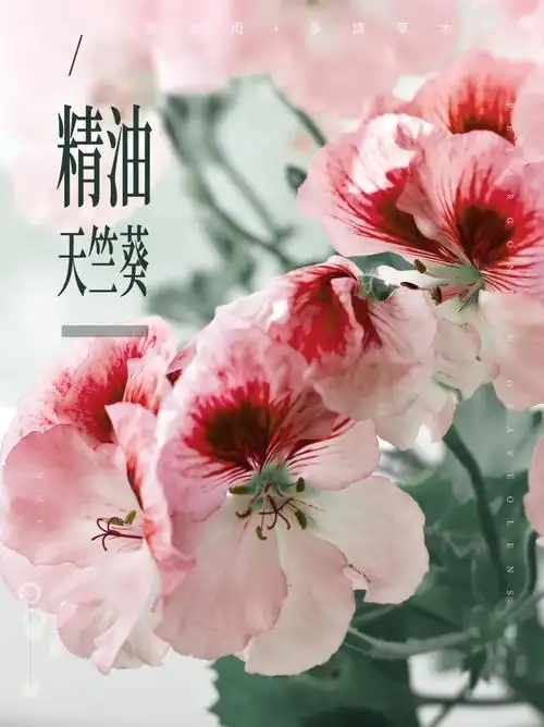 精油用法这也太重要了吧天竺葵精油