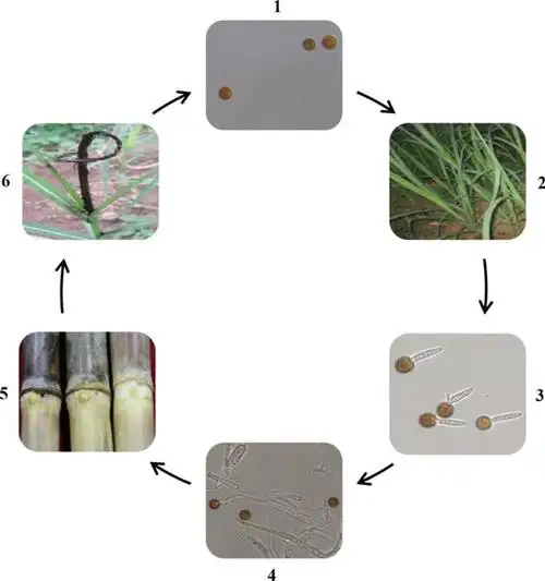 甘蔗黑穗病导致的损失依感病时间早迟而不同,苗期感染可致绝收;生长
