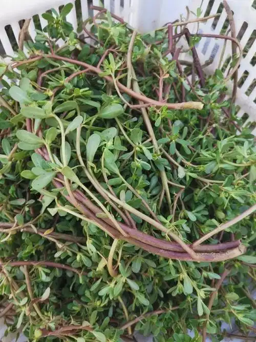 马齿苋(马齿苋晒干了有功效吗)