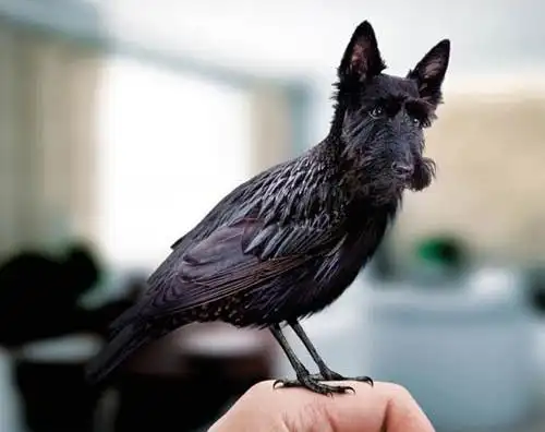 萌翻你的狗头鸟