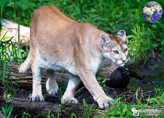 哈德逊美洲狮猫亚科中最大的动物除了美洲豹就它最横了