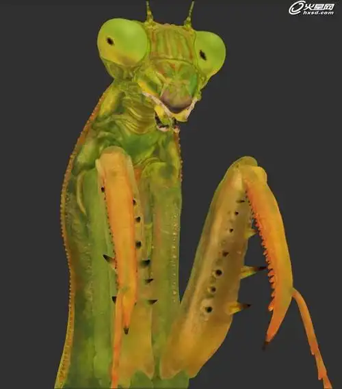 prayingmantis螳螂制作