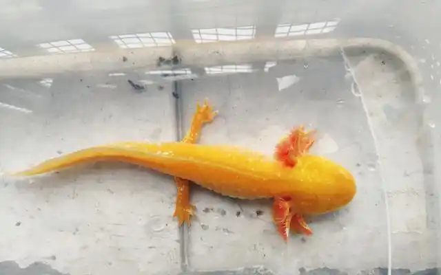 六角恐龙鱼多久喂一次食?六角恐龙鱼多久认主人