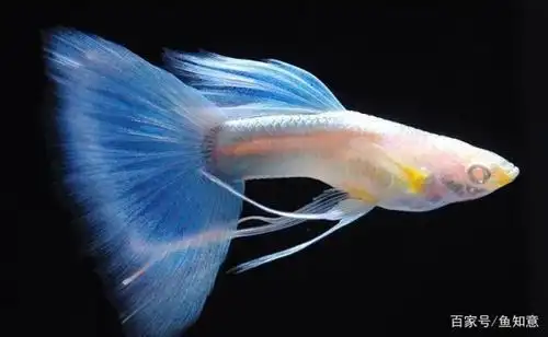 天空蓝缎带孔雀鱼(公)