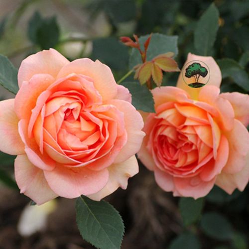 夏洛特夫人6l盆栽园美植老园丁中苗藤本月季观叶