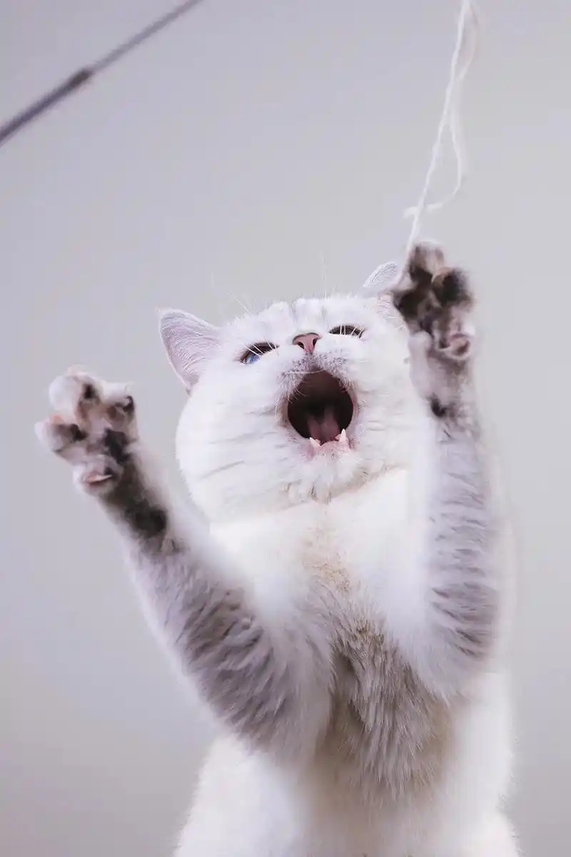 银渐层重点色英国短毛猫旺旺的表情包 在整理这组图片的时候发现 - 抖